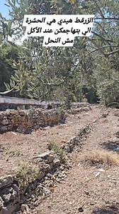 Wasp nest. Solution for wasp infestation. . #bees #explore #viral #foryoupage #fyp #savethebees #savetheworld #wasp #waspinfestation #neutralize #pure #purefarms #purefarmslebanon #purefarmsleb #purefarmscommunity #viraltiktok #viralvideo #viraltiktok #swarmseason #saudiarabia #iraq #usa #lebanon #beehives #beekeeping #beekeeper | Pure Farms