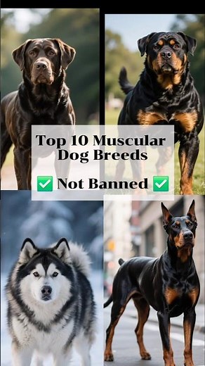 Top 10 Buff Dogs That Are Totally Legal! 💥🐕