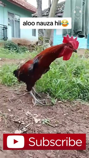 “Hilarious Jogoo Falls 😆 | Kenyan Comedy Moment”