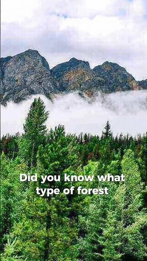 Amazing Facts About Coniferous Forests! #forest #funfacts