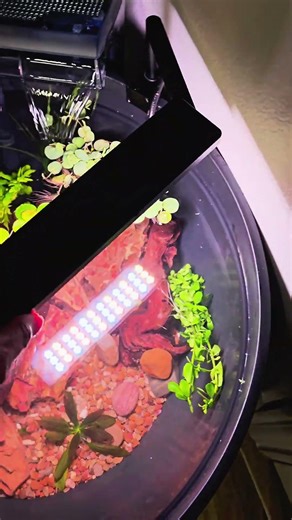 Indoor Office Pond! #flowerpot #pond #lowcost #cheap #build