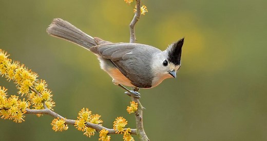 Black-crested Titmouse Identification, All About Birds, Cornell Lab of Ornithology