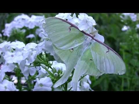 A Luna Moth Takes Flight