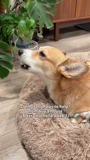 Corgis Dance at Coachella 🌵🏜️