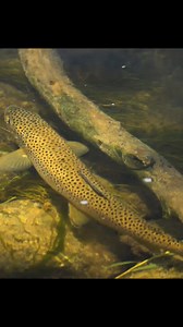 64K views · 965 reactions | "This brown trout was lurking in the...