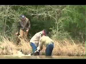 Pigmantv.com Hog Dog Chaos Multiple Boars Dangerous Hunt in Texas