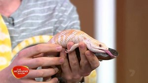 5.1K views · 26 reactions | They might be rare and beautiful, but albino animals are an easy target for predators and poachers alike, with only a small percentage of albino animals surviving past infancy in the wild!  | The Morning Show | Facebook