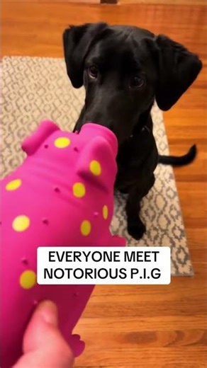 #labradorretrieverpuppy #puppy #dog #funny #retreiver #labradorretriever