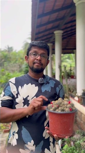 cactus 150+ varieties