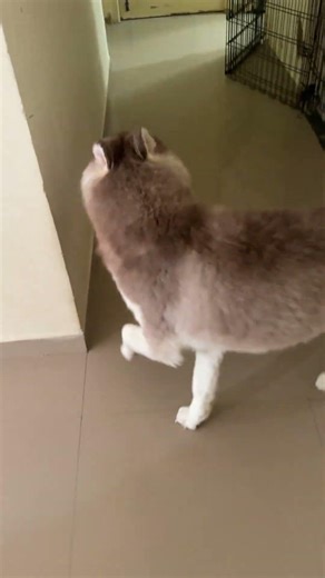 Tom u turn to kitchen 😂 #youtubeshorts #husky #dog