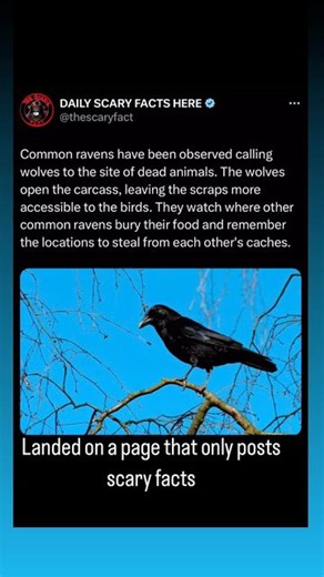 Thescaryfact ™ on Instagram: "Common ravens are incredibly intelligent birds known for their problem-solving skills and complex behaviors. One fascinating behavior observed in these birds is their interaction with wolves. Ravens have been seen calling wolves to the site of a dead animal. Once the wolves open up the carcass, the ravens benefit by having easier access to the scraps left behind. Additionally, common ravens display remarkable memory and cunning when it comes to caching food. They wa