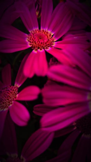 Ampee (@ampee123)’s videos with Original Sound - Unknown