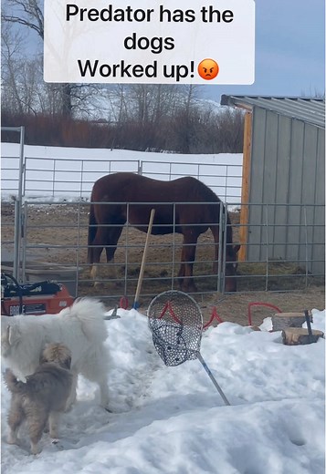 Guardian Dogs in Action: Great Pyrenees at Work