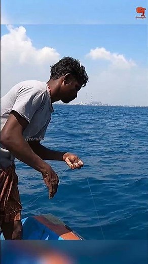 Squid Bait Success – Barracuda on the Line! #fishing #fishingvideo #fishingtime