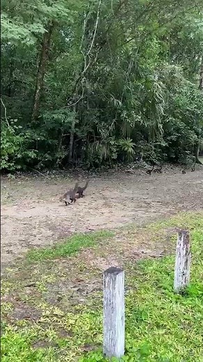 Tikal 遺址 迷你雷龍倒退走大賽 白鼻浣熊大遷徙