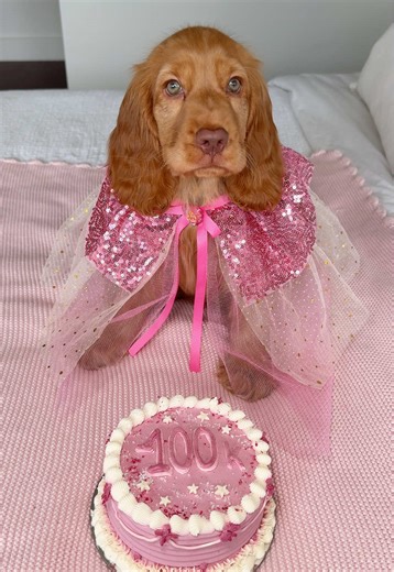 Celebrating 100k Followers with Penny the Cocker Spaniel Puppy! 🐶🎉