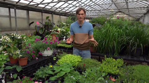 When is Best time to Plant Perennials in the Garden?