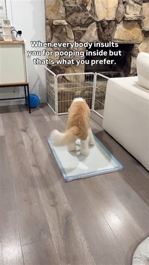 we had to train her to go outside to poop 🥲😭 | hi, i'm mila