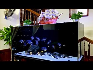 5 Insane Frontosa Cichlid Tank | Beautiful and Clean Frontosa Aquarium