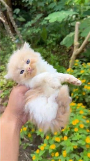 Rescue a starving kitten that is missing from its mother #cat #kitten #rescuecat #kucinglucu