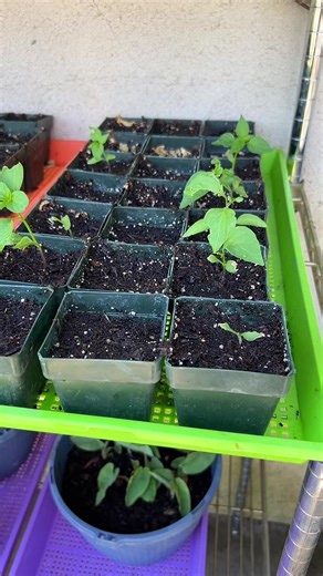 Plug trays from now on lol this is the worst year for seedlings I have ever had. I miss having a greenhouse so much! #garden #hot #day #seeds #seedlings #sanmarzano #jalapeno #serano #thatotheroneicantremember #eggplant #elephantear