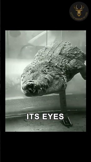 How Crocodiles See and Hunt Underwater #crocodile