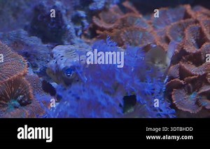 Big Porcupine Puffer Fish swimming in tropical salt water. Underwater world with cute blowfish or balloonfish swim among corals and reefs. A puffer fish swims slowly with coral in the background