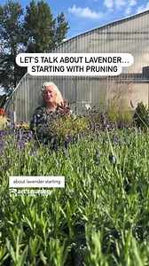 Let’s dive into the wonderful world of lavender! Pruning Lavender: A Two-Step Process * When it comes to pruning hardy lavender varieties, it's best to follow a two-step process. * Start by pruning in early spring or late winter to remove any dieback and create a tidy, compact shape. Aim for a nice "muffin" shape by cutting the lavender back. * The second pruning session takes place after blooming. Even if your lavender blooms early, don't worry! Look for new growth and cut the plants back by ab