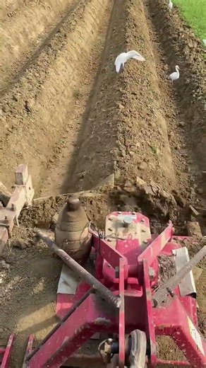 The process of ridging for farming -Good tools and machinery make work easy