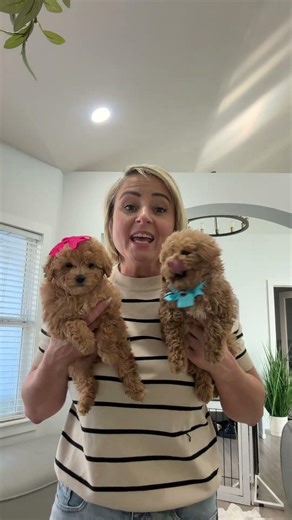 Micro Teacup Goldendoodles- Chloe's litter