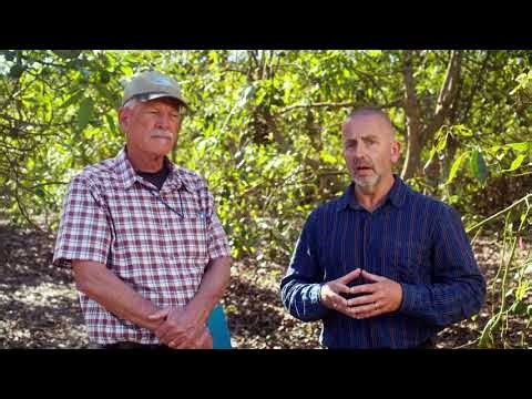 Avocado Growers Seminar preview to our upcoming seminar the Avocado Lace Bug BTY By CAS/CAC/UCCE