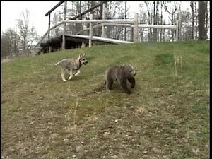 WOLF CUB chases GRIZZLY BEAR CUB - © Denmortube