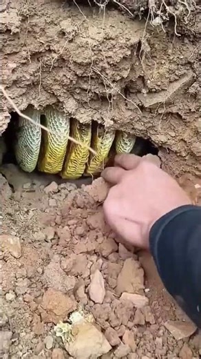 Amazing digging process of underground beehives