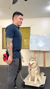 10K views · 232 reactions | Rap Rap | Siberian Husky | Crate Training | Obedience Training | Dog Trainer Cebu | Facebook