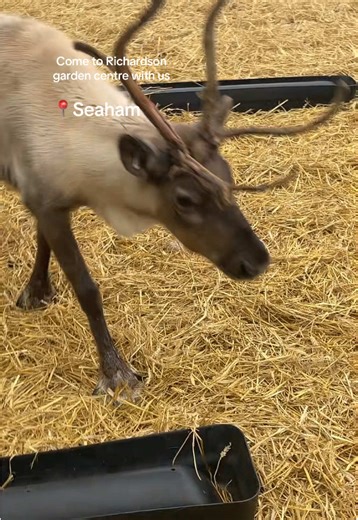 Watch until the end to see the beautiful reindeers.. feed them just £1 ((need £1 coin for machine)) - little ones loved it great FREE experience if you don’t want feed them still such amazing experience for little ones! 🎄🦌🌲🪾 #richardsongardencenter #feedreindeer #reindeer #northeast #freedayout #christmas2025 #christmas #gardencenter