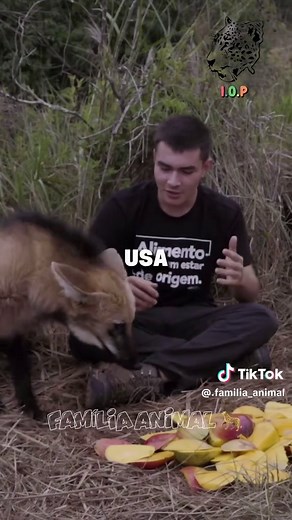 Ataque de Lobo Guará: Comportamento Selvagem e Família Animal