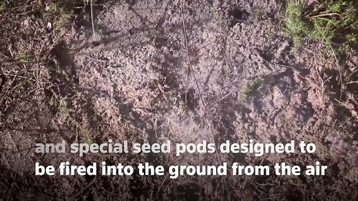 19K views · 5.7K reactions | This drone can plant 40,000 trees a day by firing seed pods into the ground from the air, according to Australian biotech startup AirSeed Technology | Reuters | Facebook