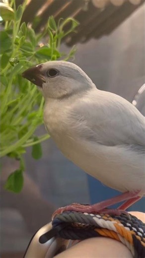 豆苗バイキングな文鳥ねむくん #bird #文鳥 #癒し #文鳥雛