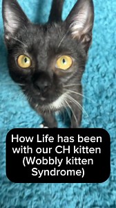 20K views · 1.4K reactions | HOW LIFE HAS BEEN with Shakes, our CH...