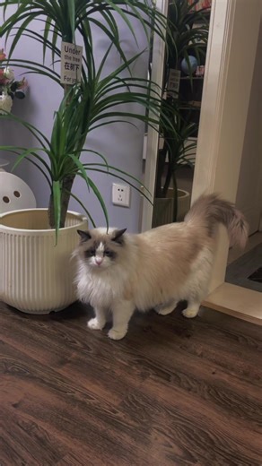 Majestic Fluff: The Beautiful Ragdoll Cat Guardian