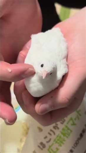 もちもちヒメウズラ #buttonquail #birds #hamster #pets #癒し