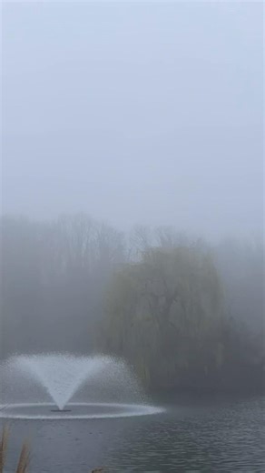 Stanley (@sttanley2)’s videos with dawn chorus - ❀