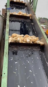 Transformation du manioc en tapioca ✅ #manioc #AgriEvolution | AgriEvolution