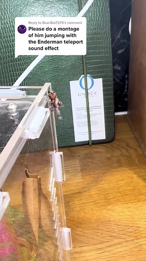 Montage of Teleporting Enderman Pet Phidippus Spider