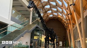 Dippy the dinosaur fans invited to Coventry museum sleepover