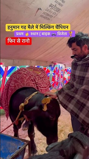 एक बार फिर चैंपियन #murrah #dairyfarm #farming #mela #champion #viral #trending