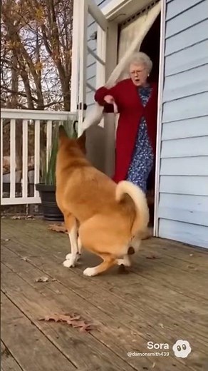 dog pooping a old lady porch 😂😂😂😂