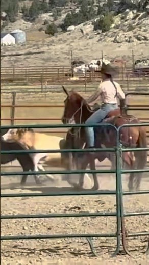 Mule Magic: Smooth Cattle Handling in Action ✅