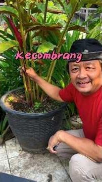 Manfaat Kecombrang. #manfaatkecombrang #kecombrang #terikecombrang #buahkecombrang #masakkecombrang