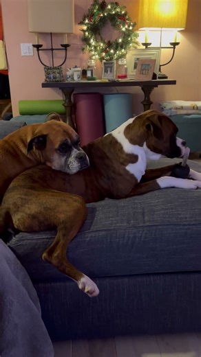 Two cute dogs snuggling #shorts #dog #cute